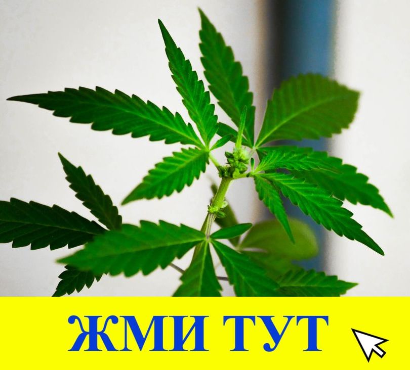 Купить наркотики в Будённовске